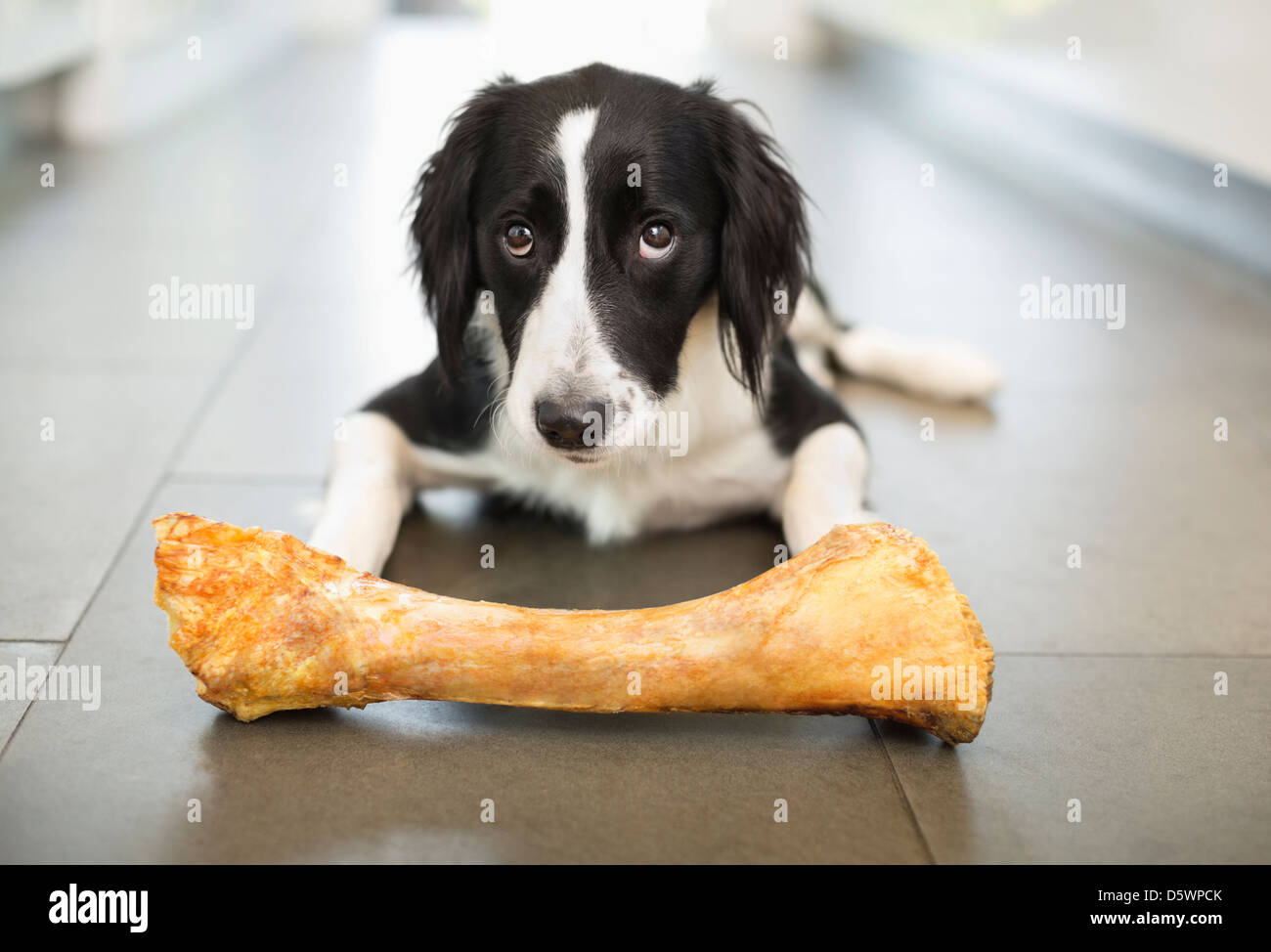 Hund Essen Knochen am Boden Stockfoto