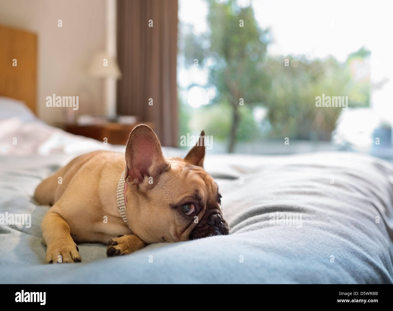 Hund auf Bett Stockfoto