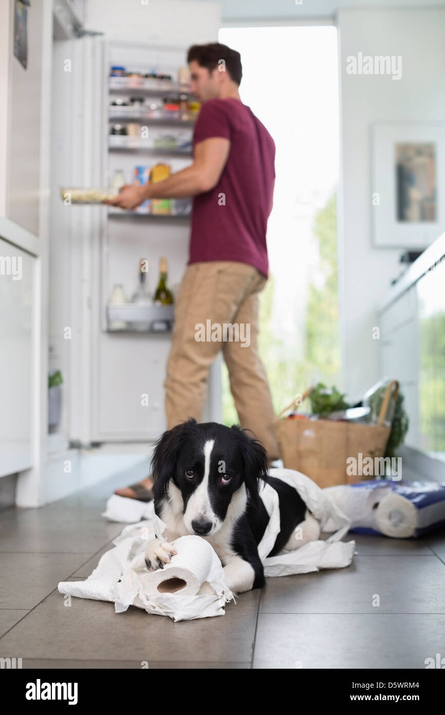 Hunde kauen bis WC-Papier in Küche Stockfoto