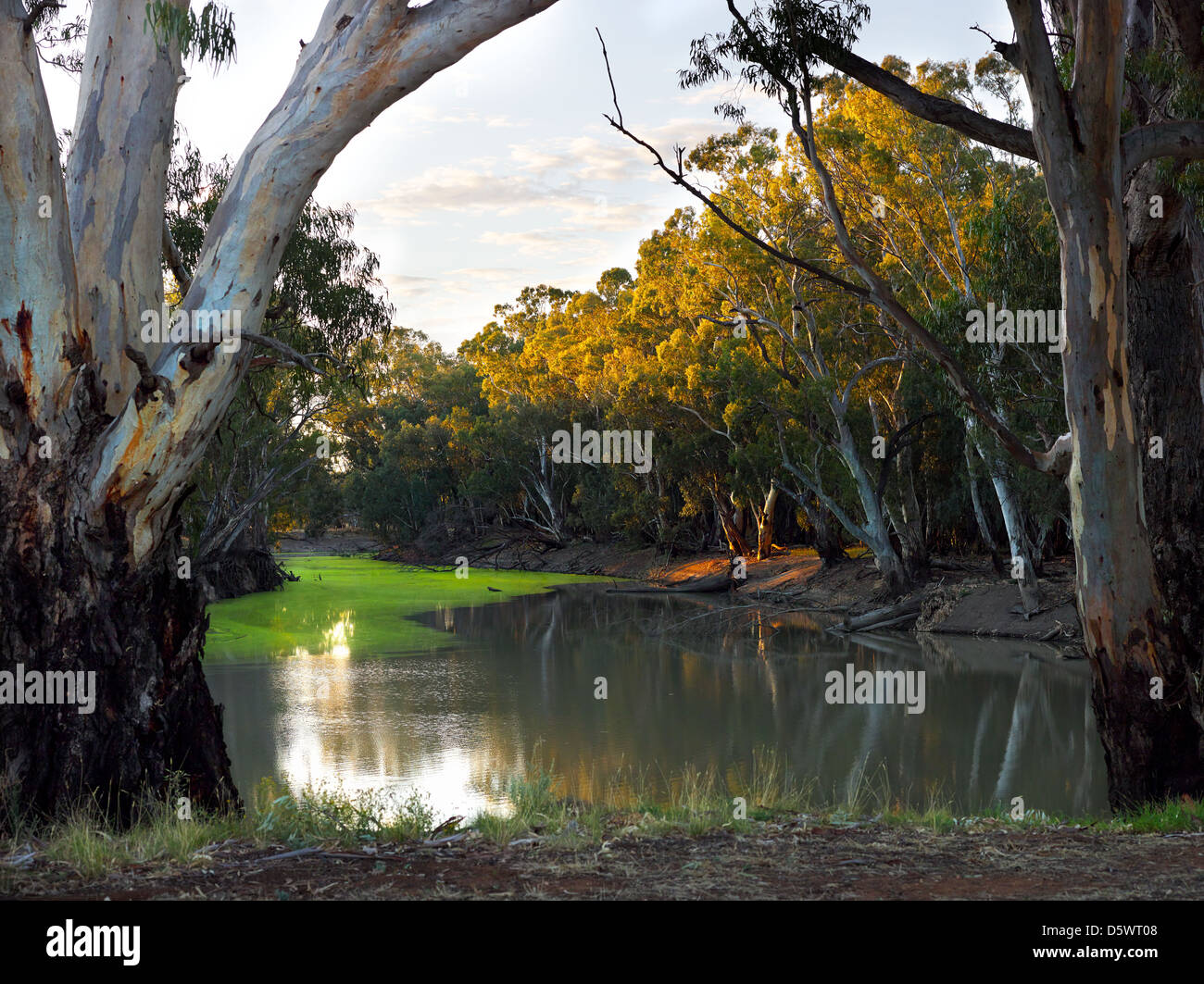 Am späten Nachmittag Licht auf den Murrumbidgee River in der Nähe von Balranald, New South Wales Australien Stockfoto