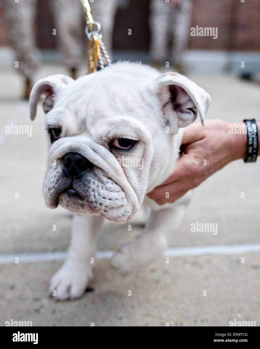 PFC. Chesty XIV offizielle Maskottchen des Marine Corps in der Ausbildung von einem Marine nach einem Adler, Kugel und Anker Emblem-Siegerehrung in der Kaserne in Washington, DC gratulierte ist. Die Zeremonie markiert den Abschluss von Chesty XIV-Rekrut-training und grundlegende Indoktrination in das Corps. In den kommenden Monaten die jungen servieren Marine in einem Maskottchen-Lehrling Rollen für den Rest der den Sommer gemeinsam mit seinem Vorgänger und mentor SGT Chesty XIII Ruhestand der Sergeant Ende August erwartet wird. Stockfoto