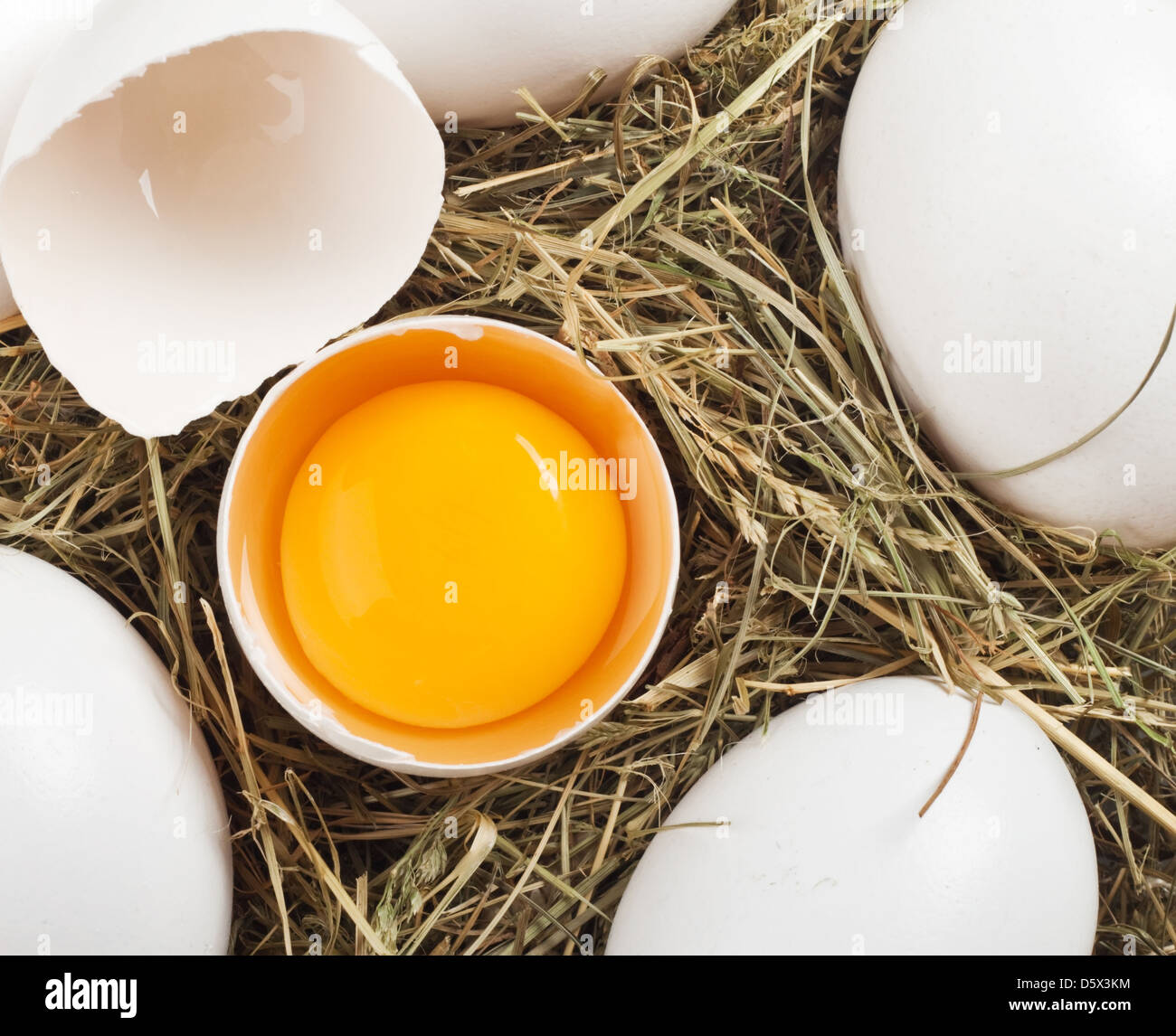 Nest-Eiweiß mit Huhn Stockfoto