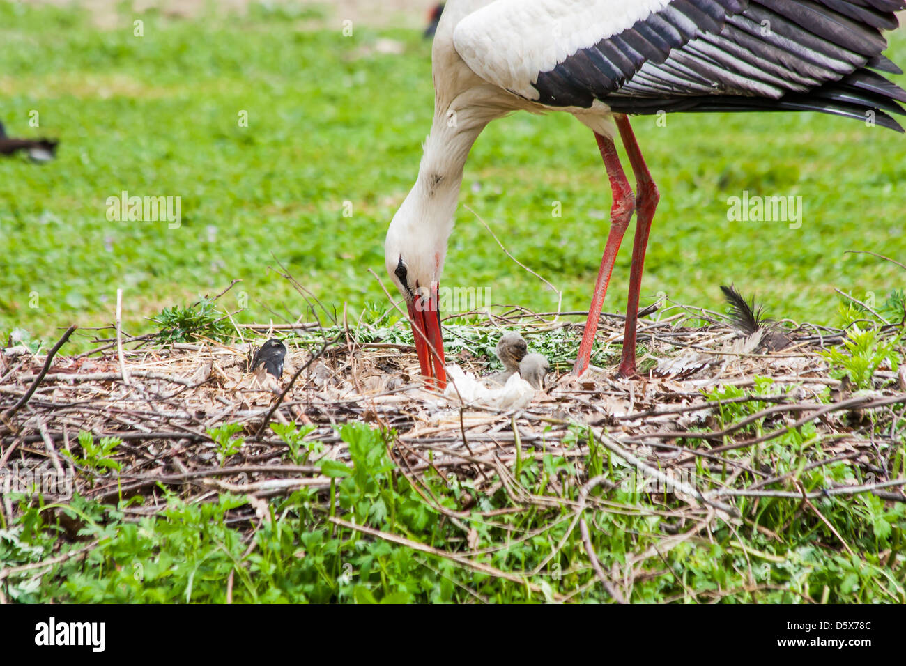 Mutter Storch Fütterung der Jungtiere Stockfoto