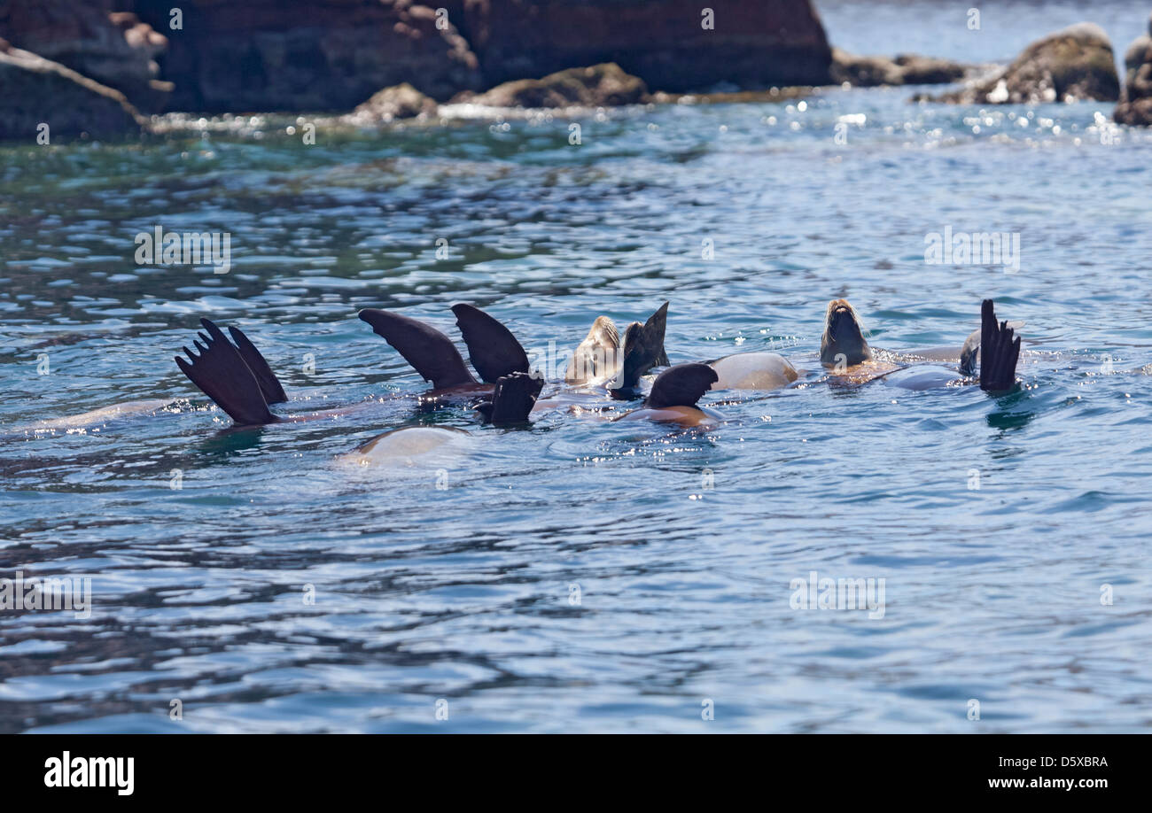 Eine Gruppe von kalifornischen Seelöwen, Zalophus Californianus, Wärmeregulierung aus Los Islotes, Baja California Sur, Mexiko Stockfoto