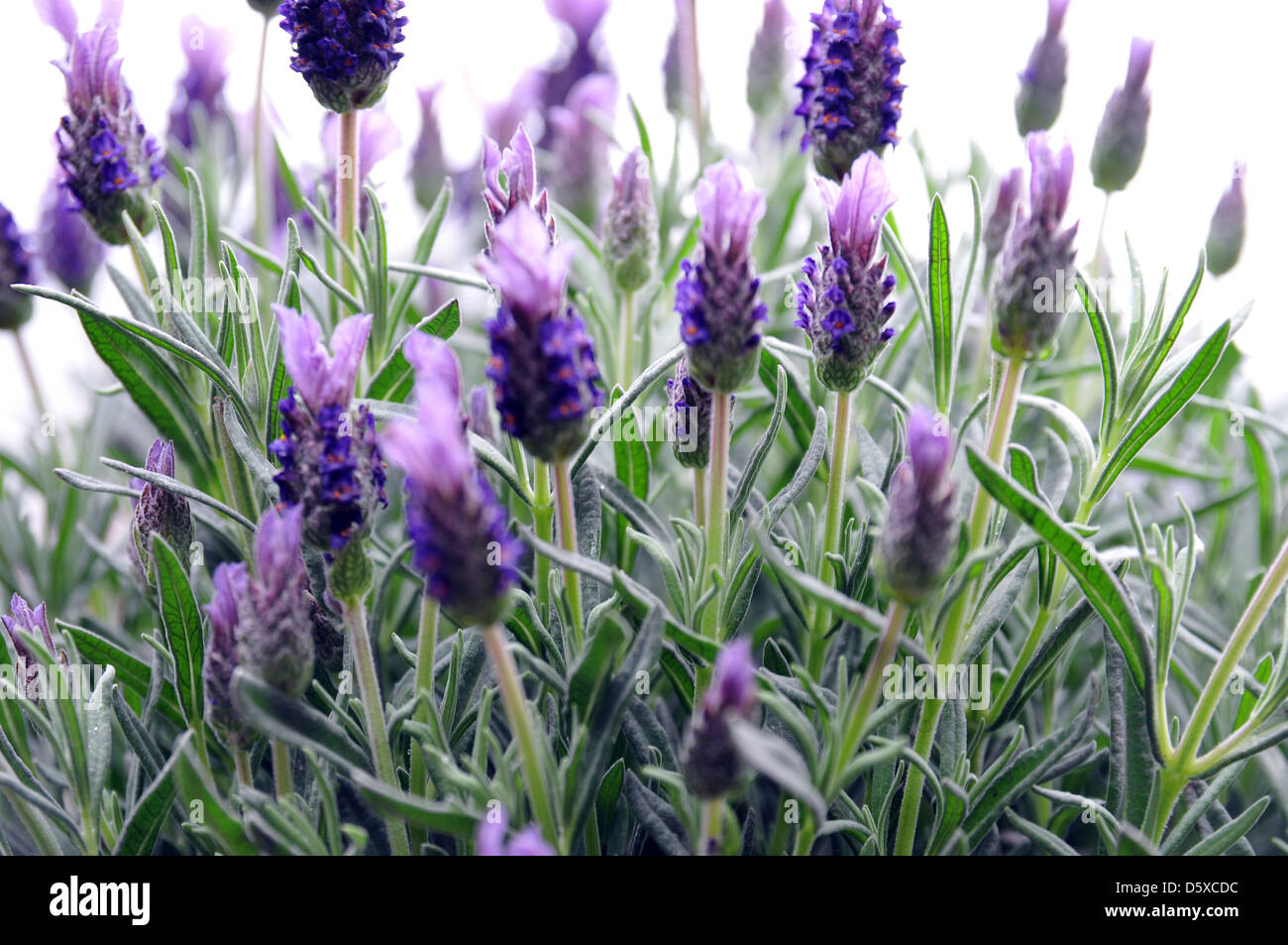 Lavendel Stockfoto