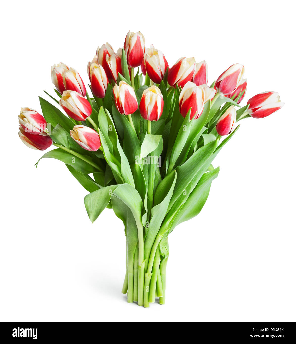 großen Strauß roter Tulpen isoliert auf weißem Hintergrund Stockfoto
