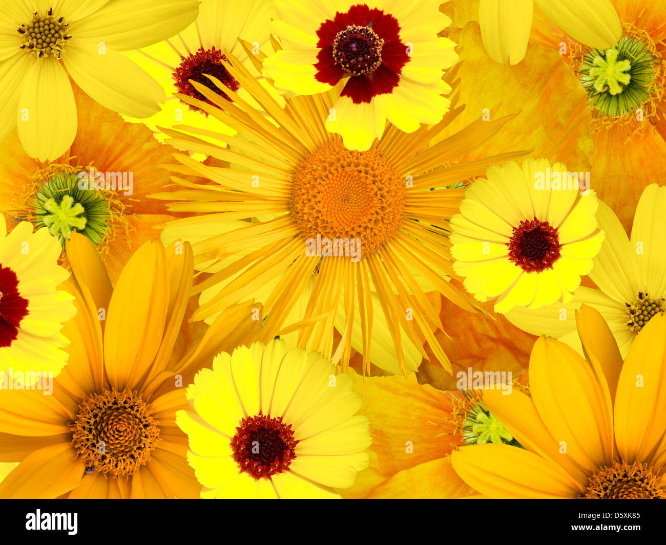 floralen Gruß Stockfoto