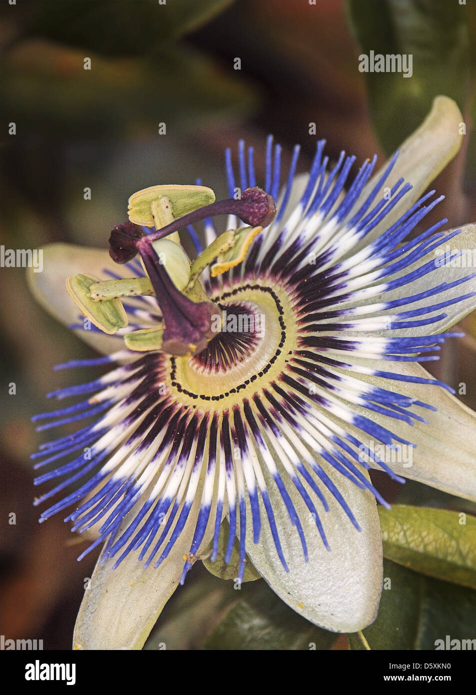 Blaue Pashion Blume Closeup UK Stockfoto