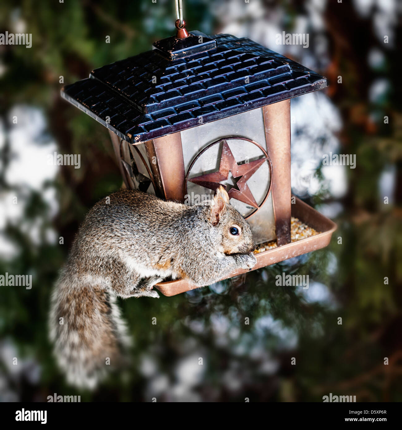 Graue Eichhörnchen am Futterhäuschen sitzen und Essen Samen Stockfoto