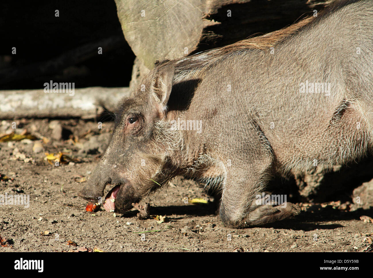 Warzenschweine unterziehen ein Experiment um zu testen, ihre Fähigkeit, Trüffelsuche Ouwehand Zoo in Rhenen, den Niederlanden, 11. Oktober 2012 finden. Anstelle von echten Trüffeln verbarg der Zoo Waldpilzen, garniert mit Trüffel-Öl in das Freigehege der Warzenschweine. Die afrikanische Schweine waren durchaus in der Lage, diese Köstlichkeiten zu finden. Foto: VidiPhoto Stockfoto