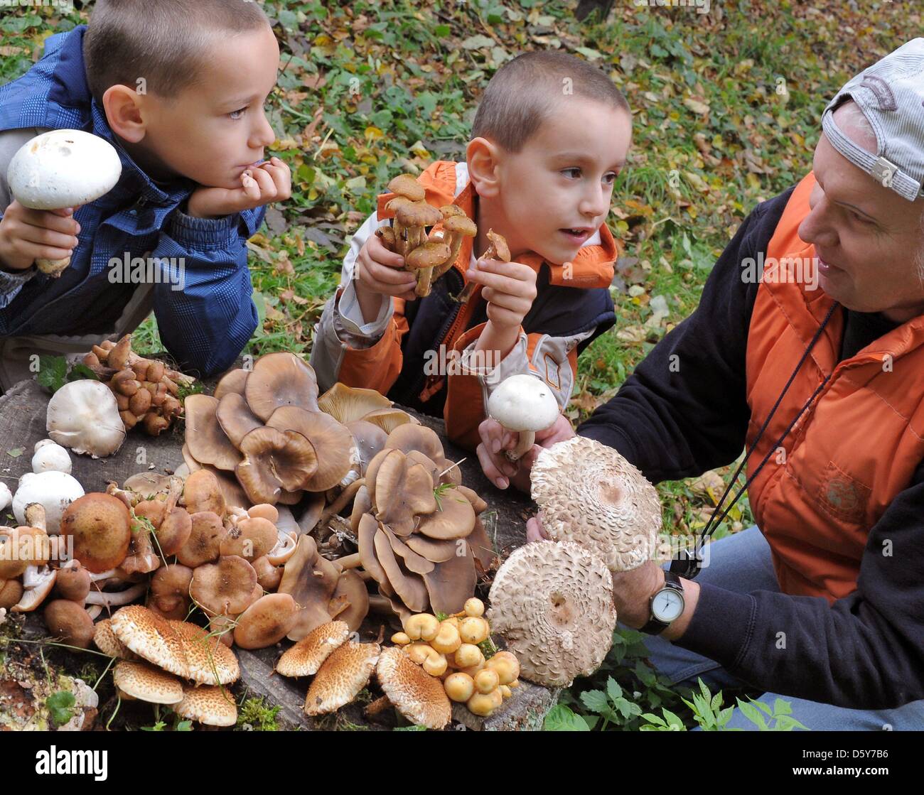 Pilz-Berater und Experte der deutschen Gesellschaft für Mykologie Peter Rohland zeigt essbaren und giftigen Pilze 5-Year-Old Friedrich und 7-Year-Old Willi (R-L) in einem Park in Leipzig, Deutschland, 9. Oktober 2012. Während der Pilzsaison Anfang berät der Pilz-Experte Pilzsammler. Foto: Waltraud Grubitzsch Stockfoto