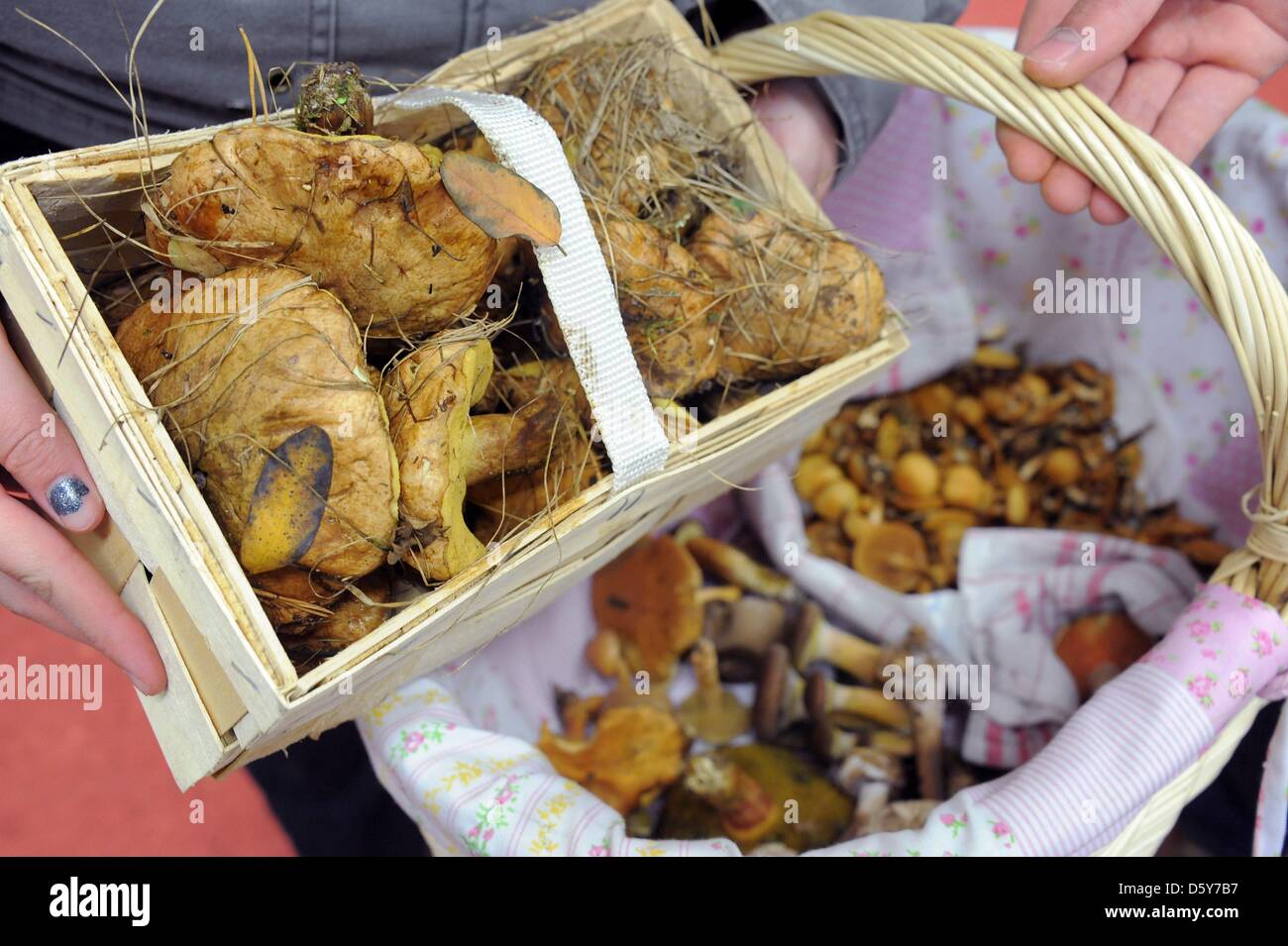 Ein Pilzsammler hält Körbe gefüllt mit Pilzen in einem Park in Leipzig, Deutschland, 9. Oktober 2012. Während der Pilzsaison Anfang berät der Pilz-Experte Pilzsammler. Foto: Waltraud Grubitzsch Stockfoto