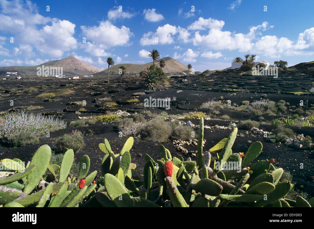 La Geria Vulkanlandschaft Stockfoto