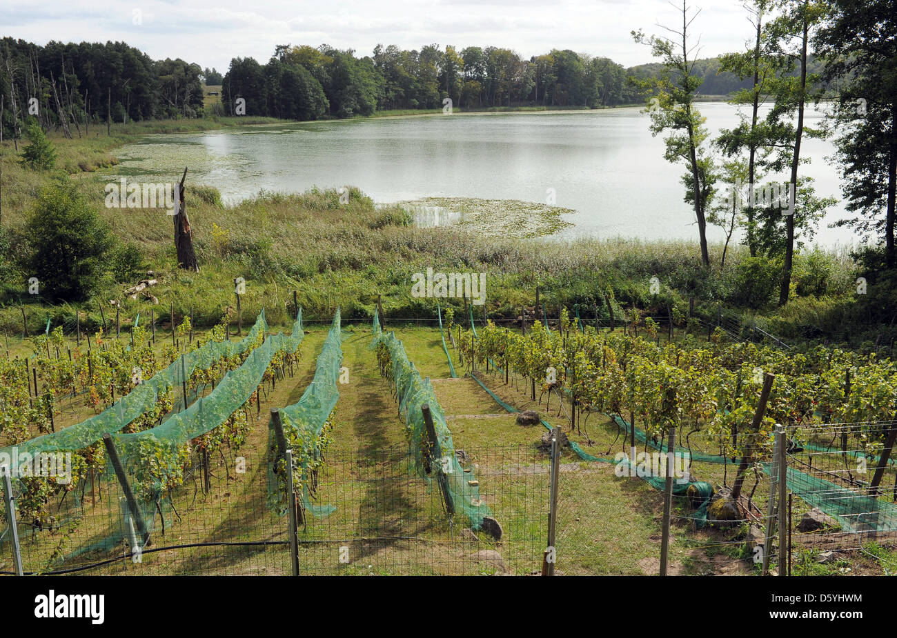 Nördlichsten Weinberg Brandenburgs wird in Densow, Deutschland, 5. September 2012 angebaut. Weintrauben waren hier bereits im Mittelalter angebaut. Regent angebaut haben hier seit 2003. 500 Liter Wein wurden hier in der letzten Saison Rekord. Foto: Bernd Settnik Stockfoto