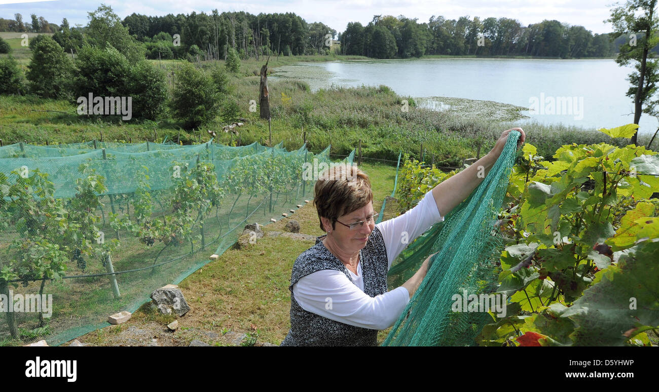 Hobby Wein Maker Christa Kotha untersucht Trauben vom nördlichsten Weinberg Brandenburgs in Densow, Deutschland, 5. September 2012. Weintrauben waren hier bereits im Mittelalter angebaut. Regent angebaut haben hier seit 2003. 500 Liter Wein wurden hier in der letzten Saison Rekord. Foto: Bernd Settnik Stockfoto