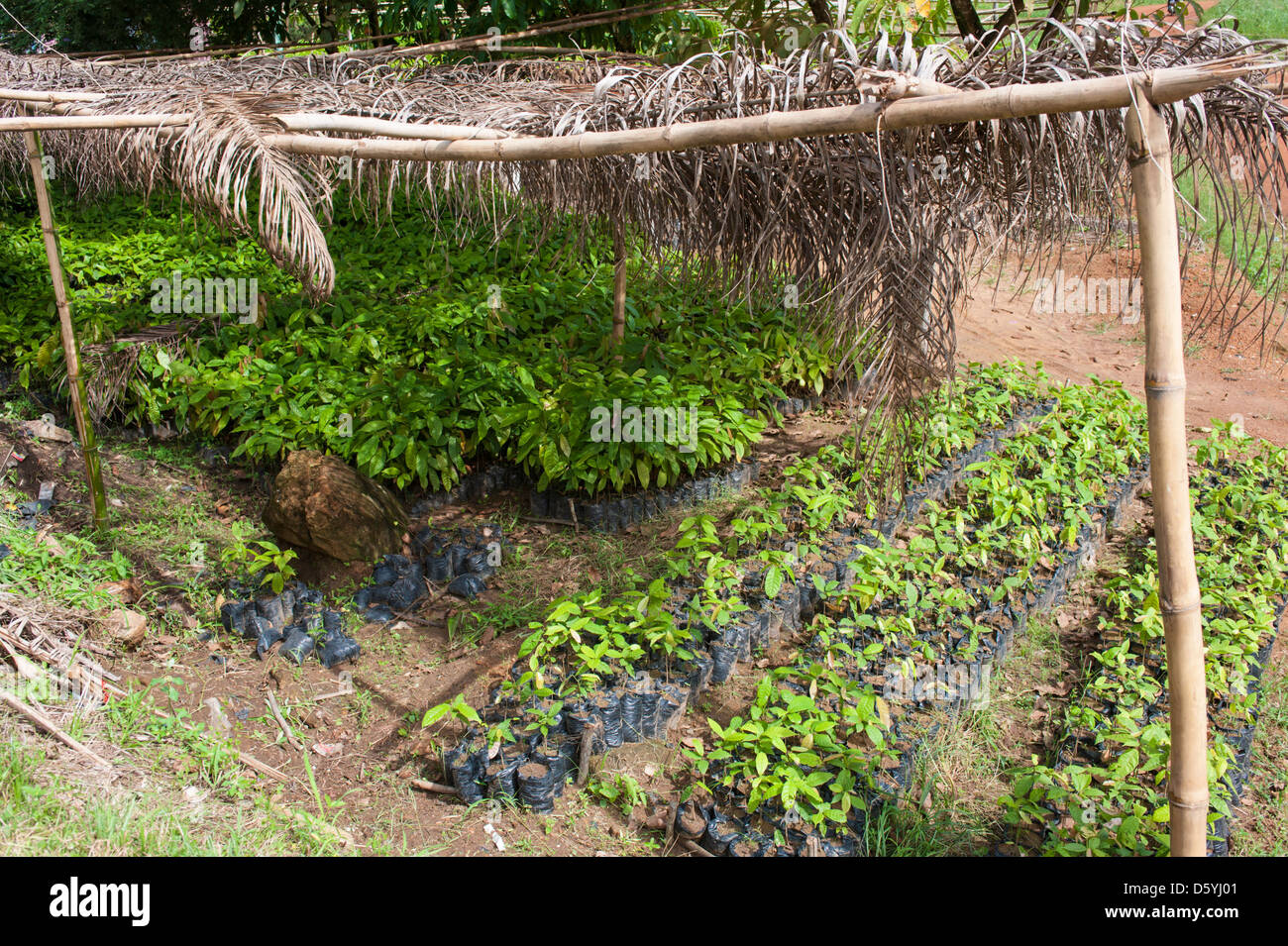 Kakao-Pflanzen im Kindergarten in Kribi Kamerun Stockfoto