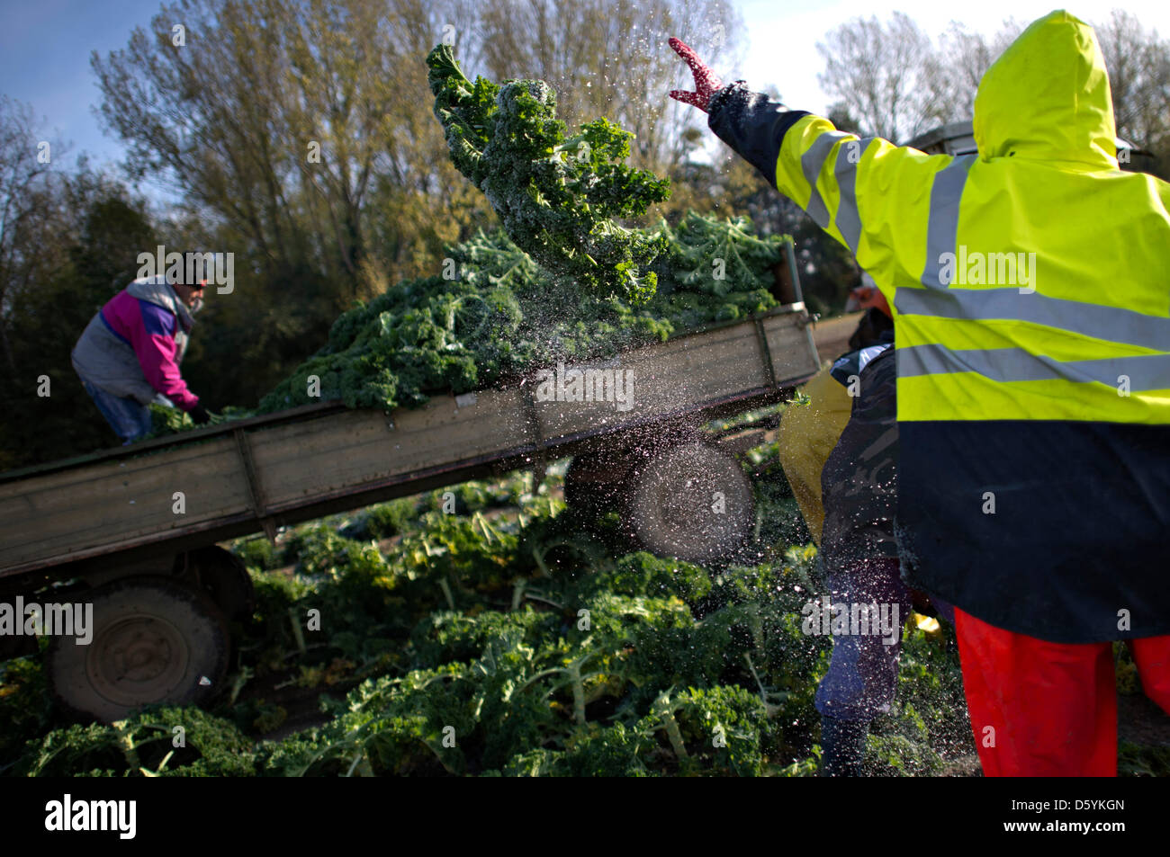 Gemusebauer Volkmann Mitarbeiter Ernten Grunkohl Auf Einem Feld In