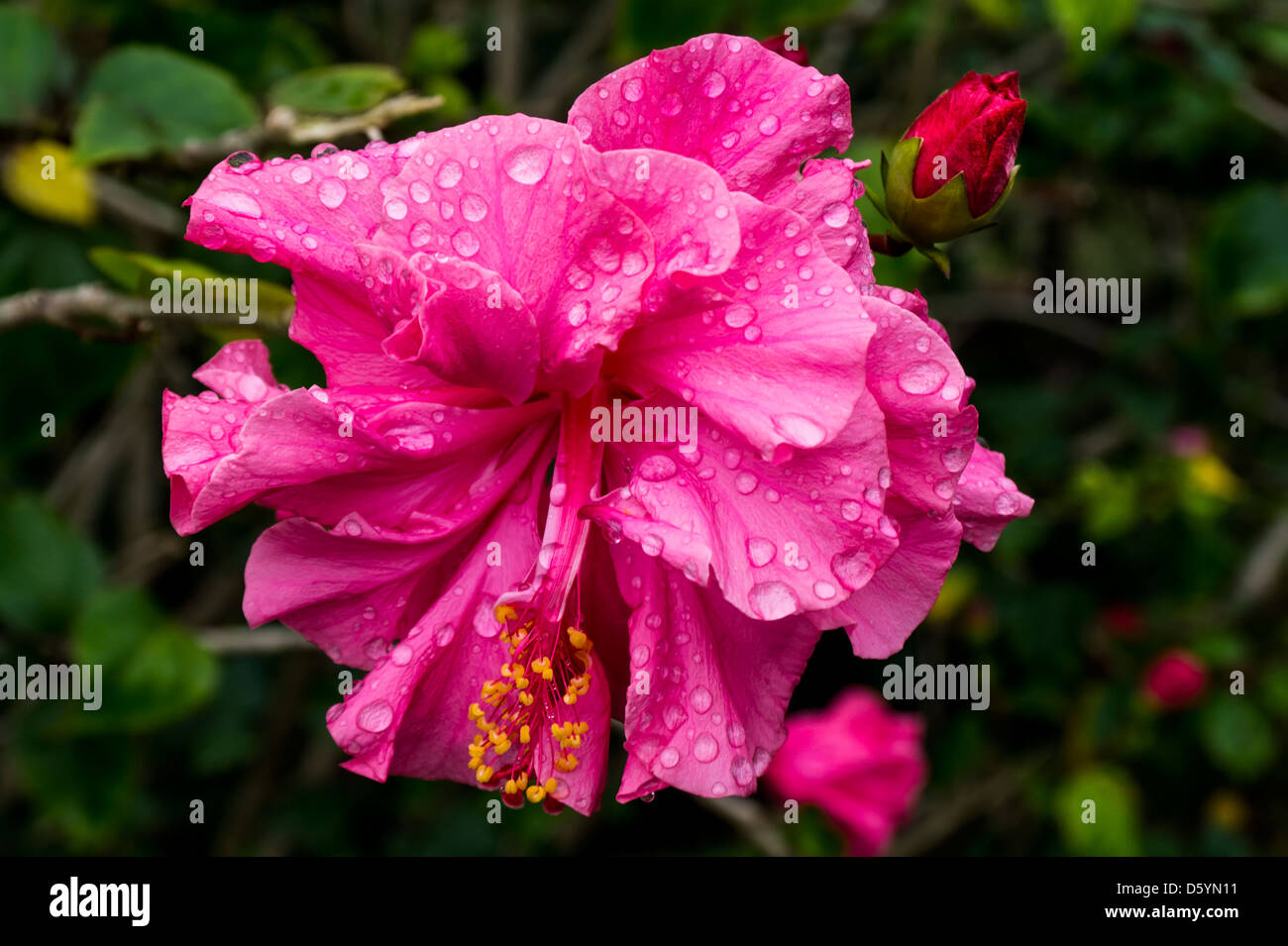 Blume und Bud Hibiscus nach dem Regen. Stockfoto