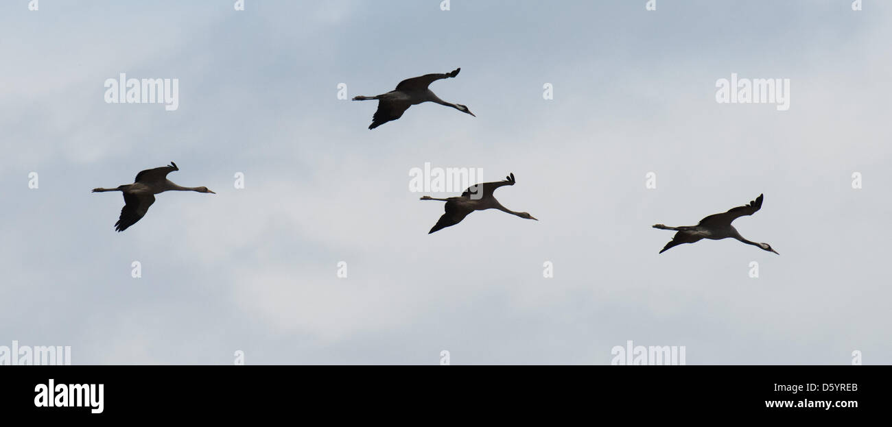 Ein Schwarm Kraniche fliegen hoch in den Himmel in der Nähe der Stadt Guenz auf der Insel Rügen, Deutschland, 11. Oktober 2012. Das Gebiet um die Insel Rügen und dem Festland gilt als eines der größten Rastplatz für Kraniche in Mitteleuropa auf ihrer jährlichen Reise in den Süden. Zu jeder Jahreszeit besuchen etwa 70,000 Vögel auf ihre 3,000 km lange Reise von Skandinavien bis Spanien. Stockfoto