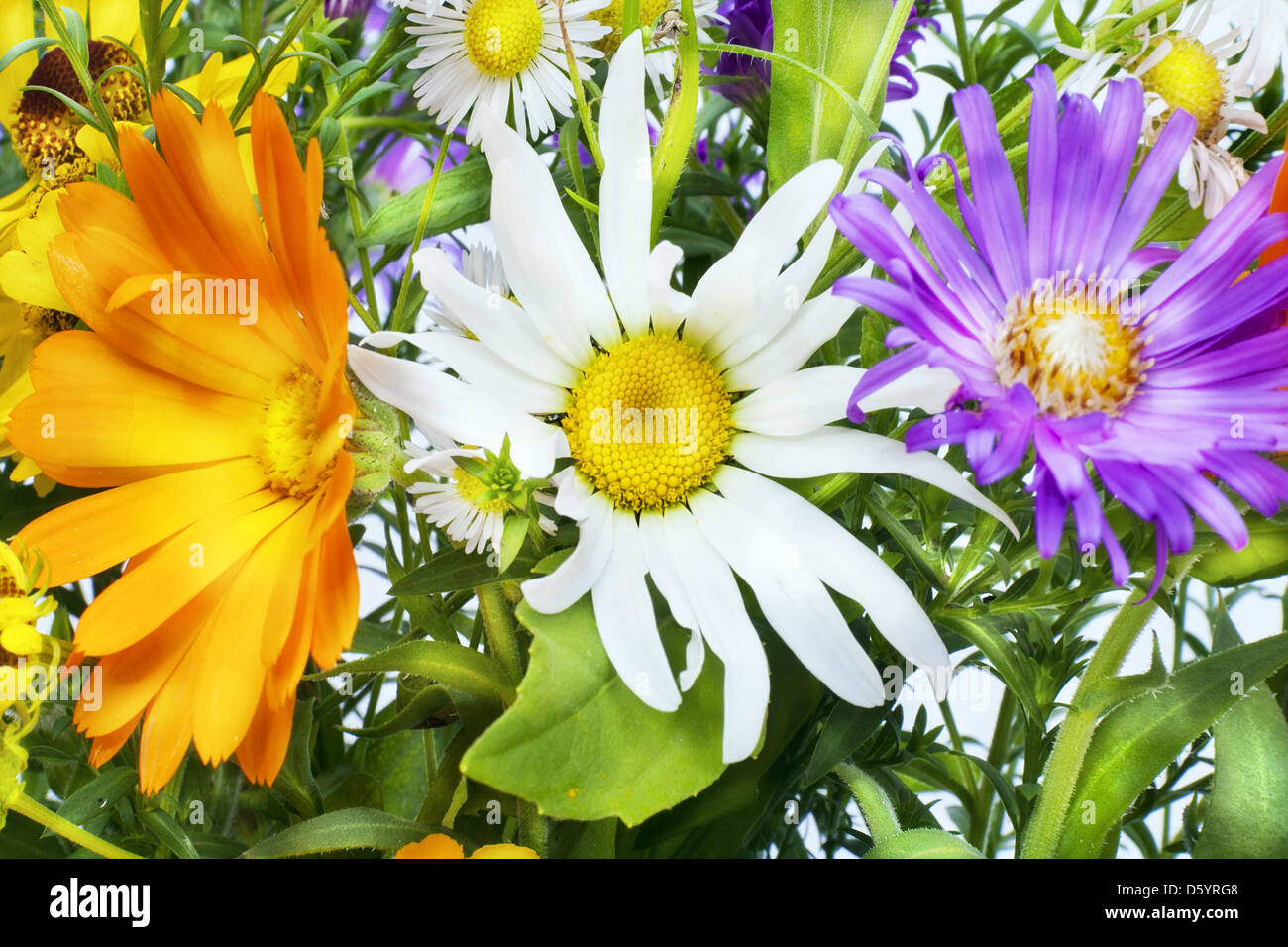 Blume-Ausdruck Stockfoto