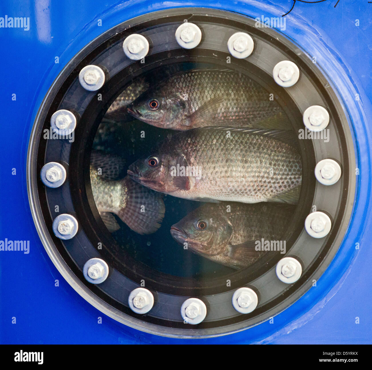 Tilapia-Fische in einem Becken am Stand von Priject Tomate Fisch sind im Rahmen des Forums für Nachhaltigkeit in Berlin, Deutschland, 23. Oktober 2012 abgebildet. Das Projekt vom Leibniz-Institut präsentiert eine Container-Farm, die funktioniert als ein geschlossener Kreis. Während das Wasser verwendet wird, um zu wachsen Gemüse an der Oberfläche leben die Fische in der Container-Undernath. Foto: Michael Kappeler Stockfoto