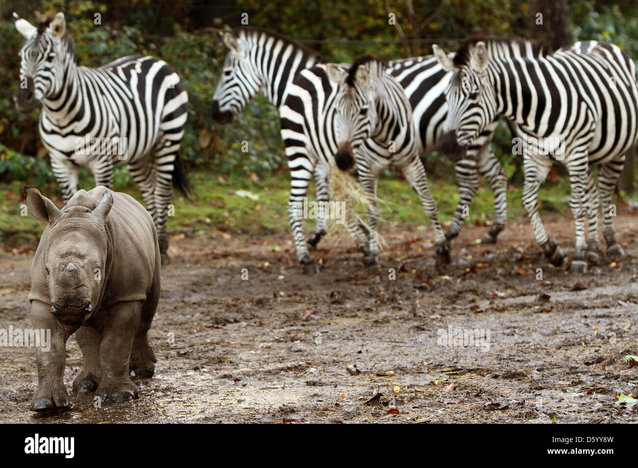Breitmaulnashorn Vince der Burgers' Zoo in der niederländischen Stadt Arnheim und geboren im September stürzte sein selbst Dienstag (11.06.2012) in ein neues Abenteuer. Zum ersten Mal in seinem Leben erfüllt das Jungtier die anderen Safaritiere des Zoos Arnhem. Vince ist auch zum ersten Mal zu sehen, für die Öffentlichkeit. Foto: VidiPhoto Dpa - Niederlande Stockfoto