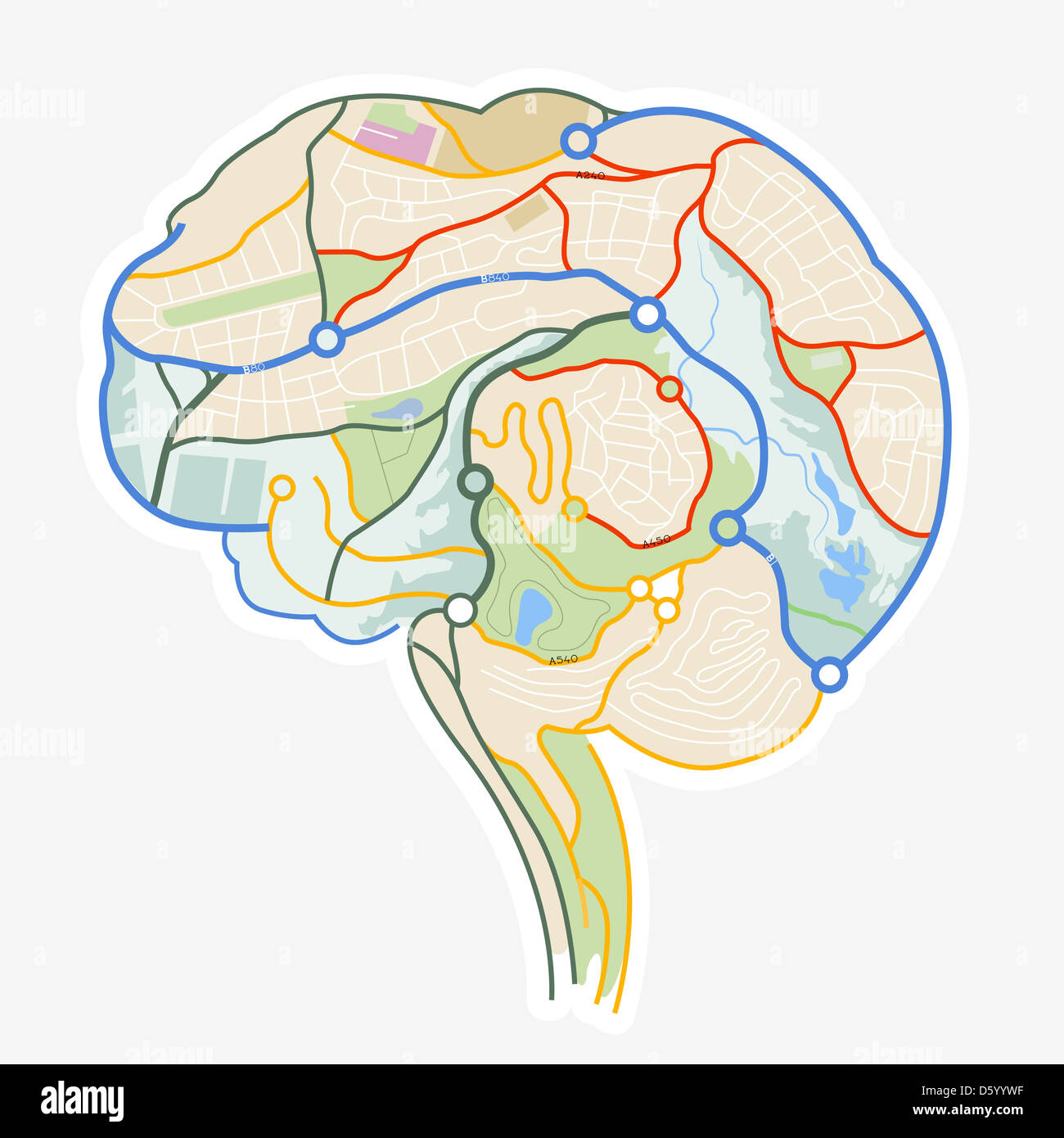 Gehirn-Karte. Eine Abbildung eines menschlichen Gehirns besteht aus einer Karte. Stockfoto