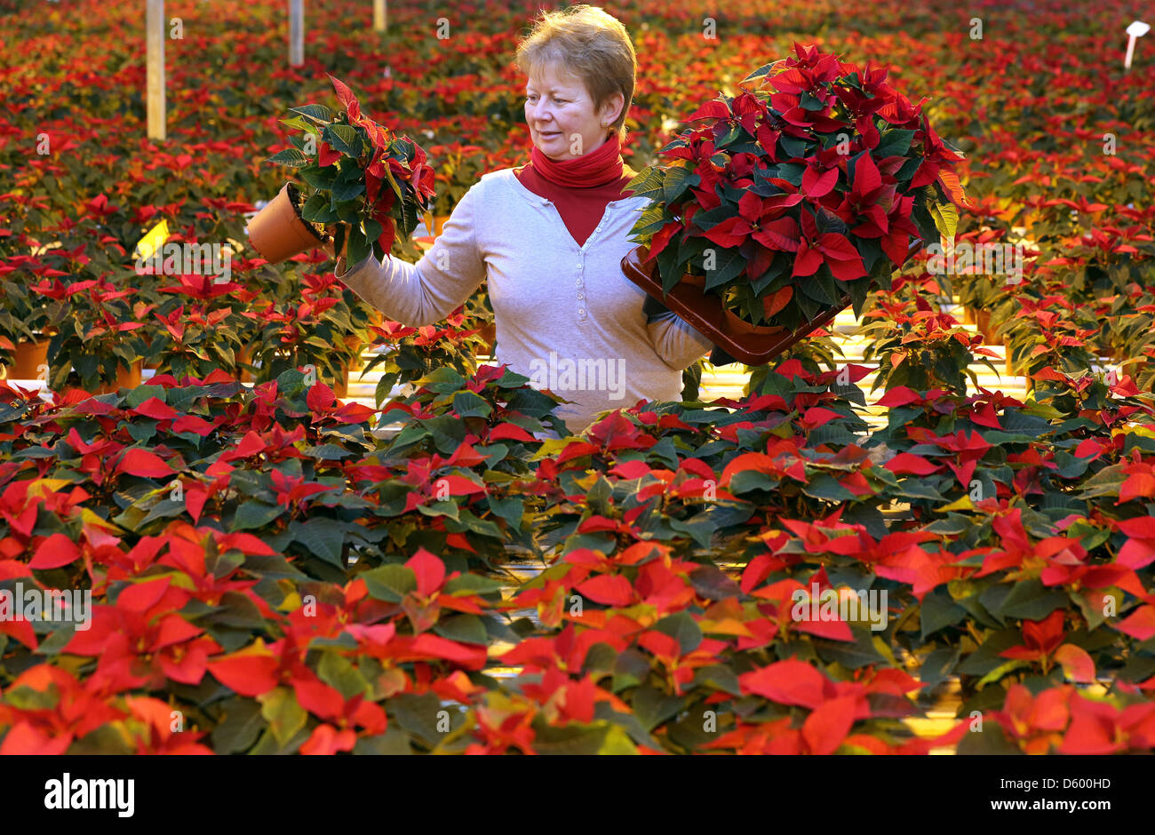 Gelber Weihnachtsstern Stockfotos und bilder Kaufen Alamy