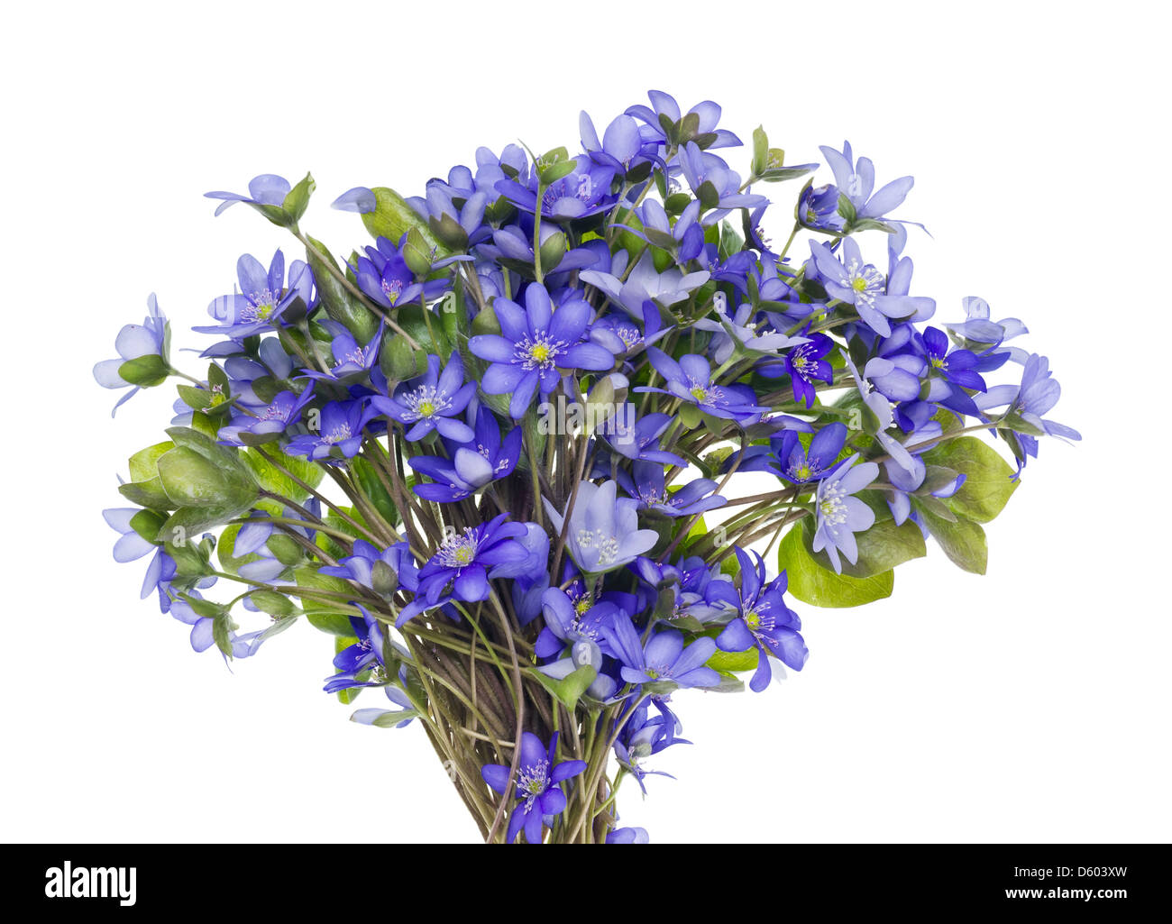Strauß aus ersten Federn Blumen Stockfoto