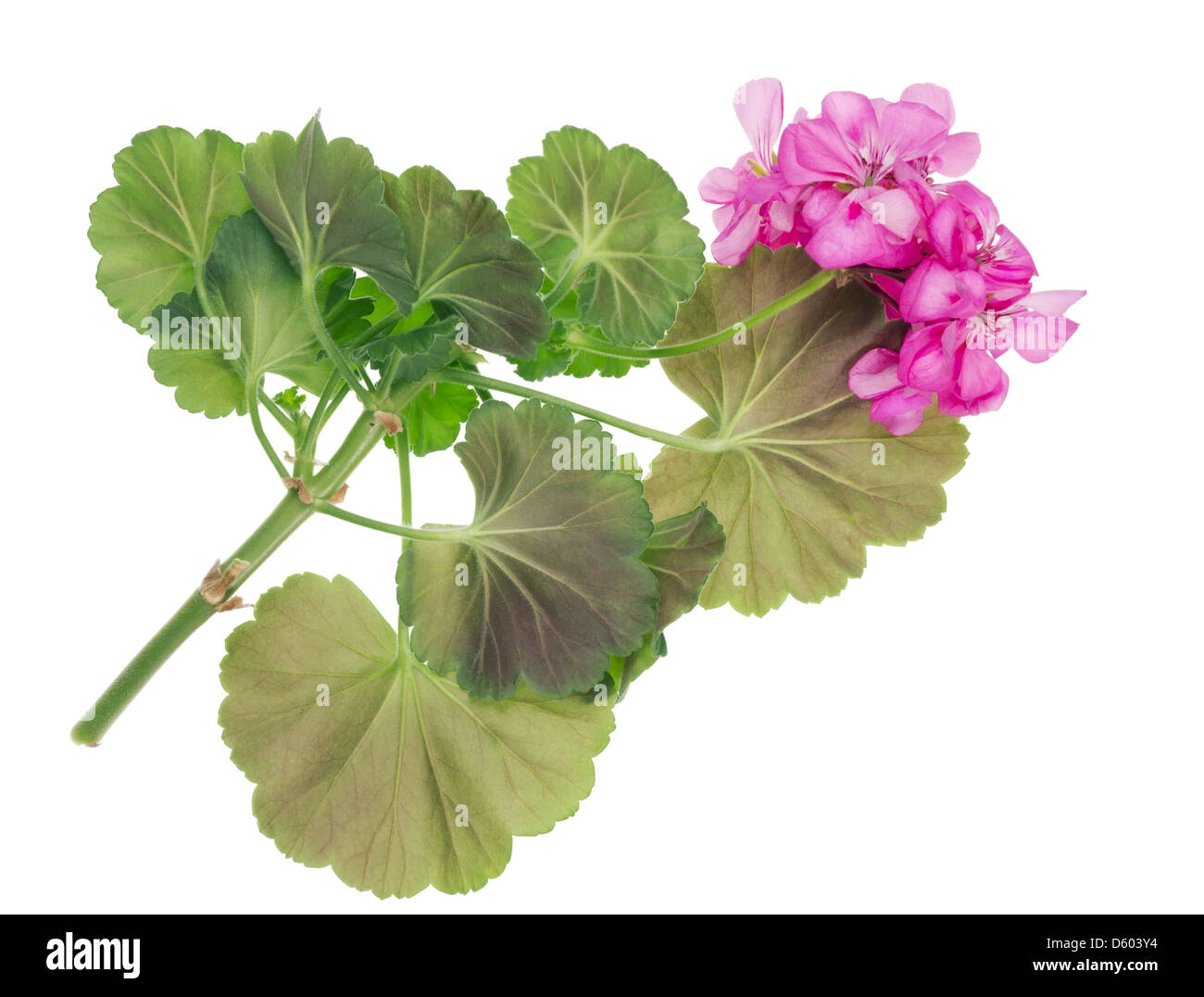 Lieblings-Zimmerpflanzen Pink Geranium Stockfoto