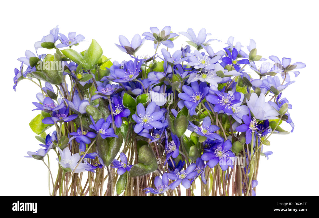 Grenze vom ersten Federn Blumen Stockfoto