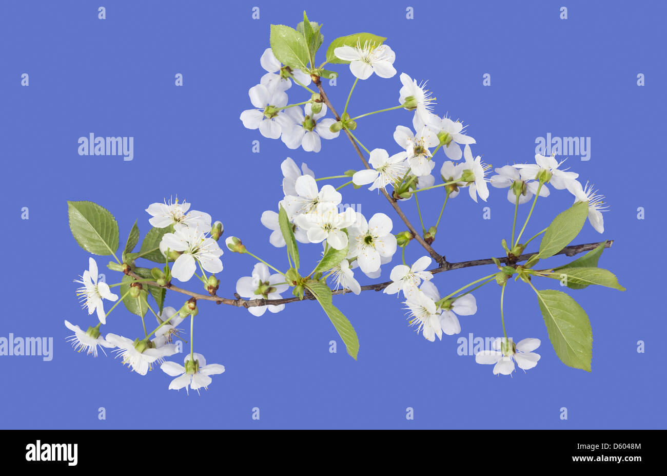 Frühling Kirschblüten auf blau Stockfoto