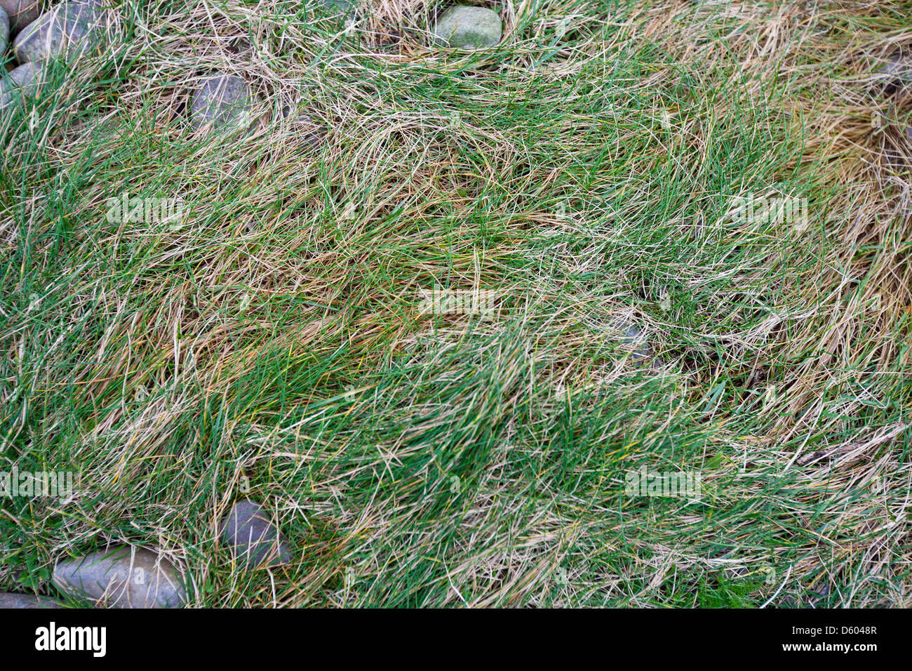 Nahaufnahme von Rasen Steinen Stockfoto