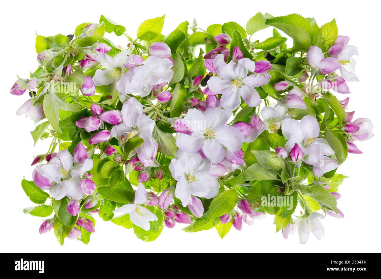 Rosa Feder Apfel Baum isoliert Blumen heap Stockfoto