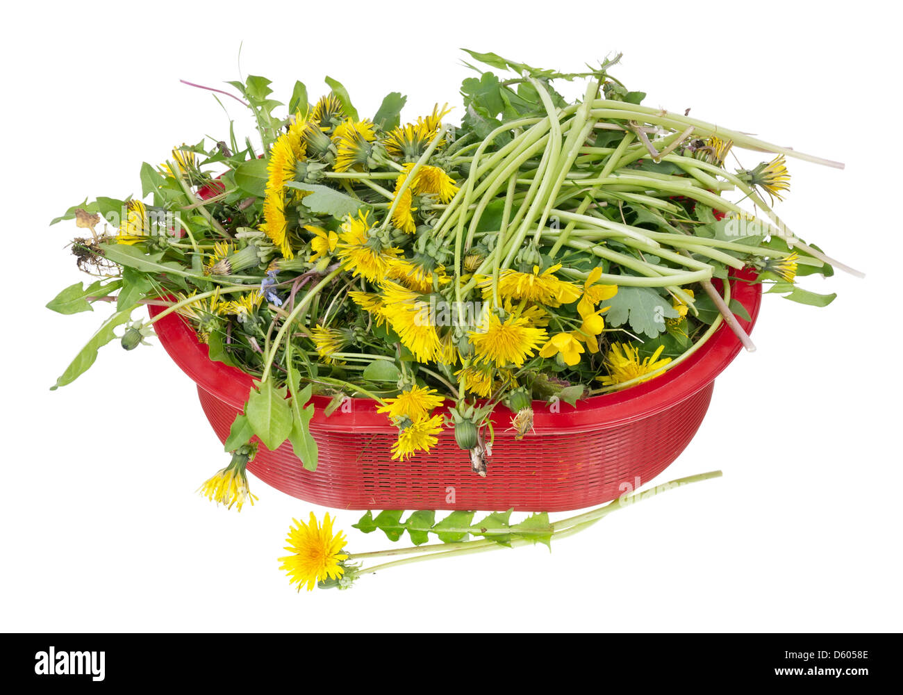 Löwenzahn-Salat Stockfoto