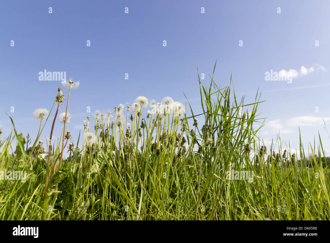 Reife Löwenzahn Stockfoto