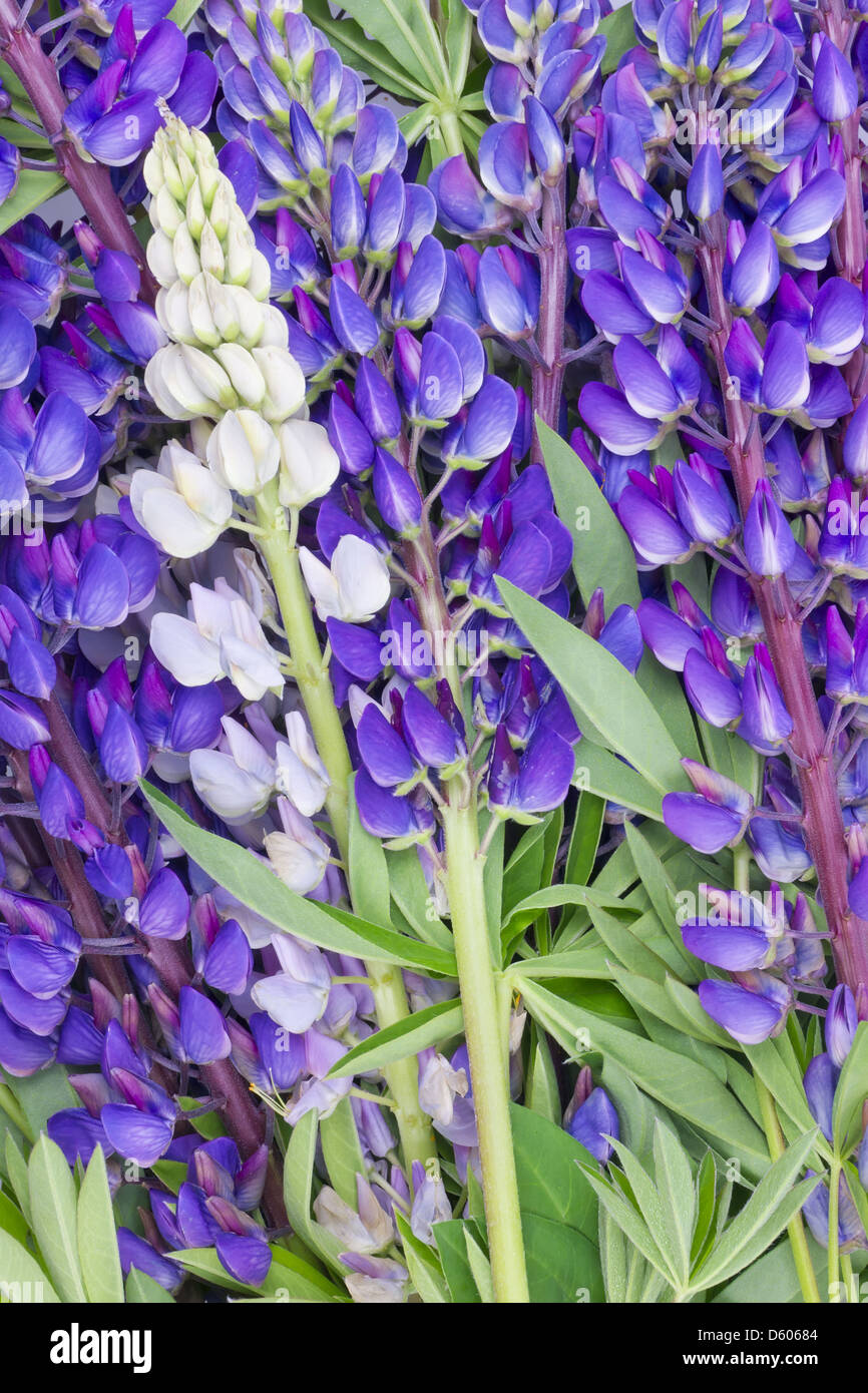 Bluebonnet lupine Blumenkarte Stockfoto