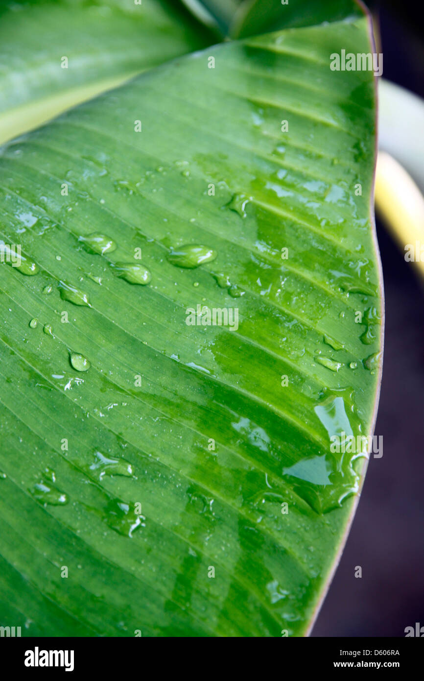 Bananenblatt am Morgen und Wasser tropft auf Bananenblatt. Stockfoto