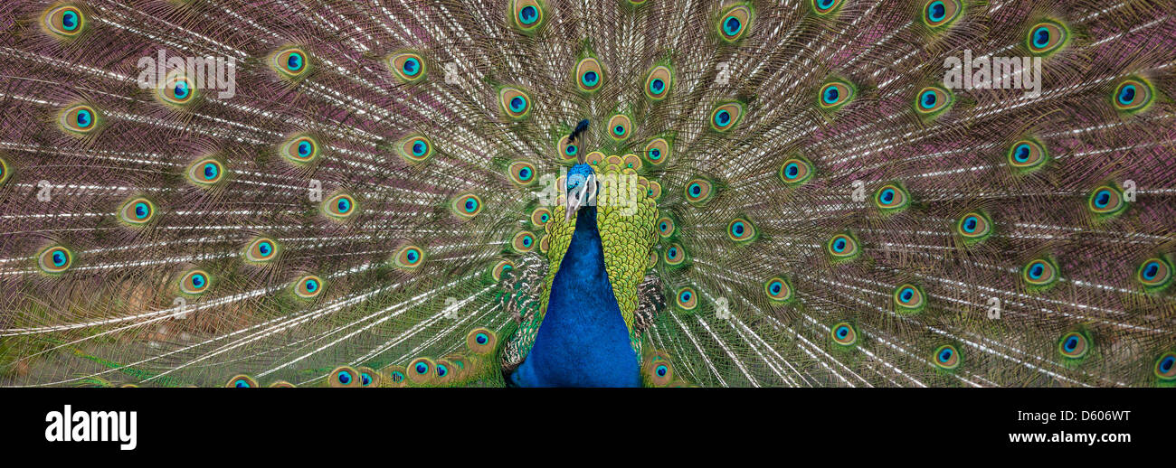 Nahaufnahme von einem Pfau Federn zeigen Stockfoto