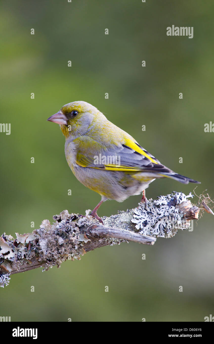 (Europäische) Grünfink Chloris Chloris männlich thront auf Zweig im Garten in Kuusamo, Finnland im April. Stockfoto