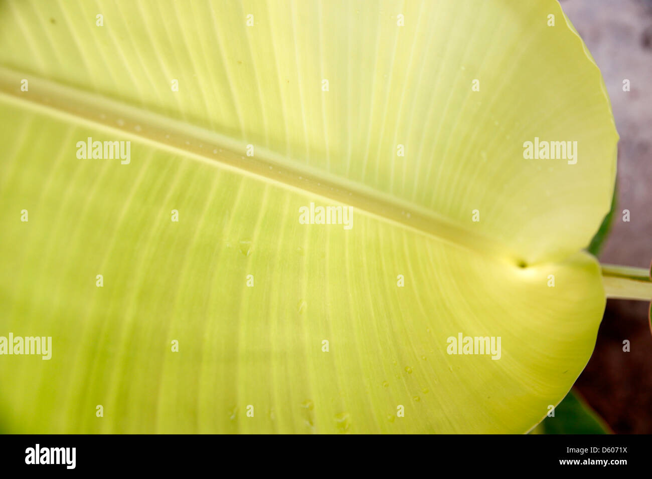 Bananenblatt morgens und Bananenblatt finden Sie unter der hohen anzeigen. Stockfoto