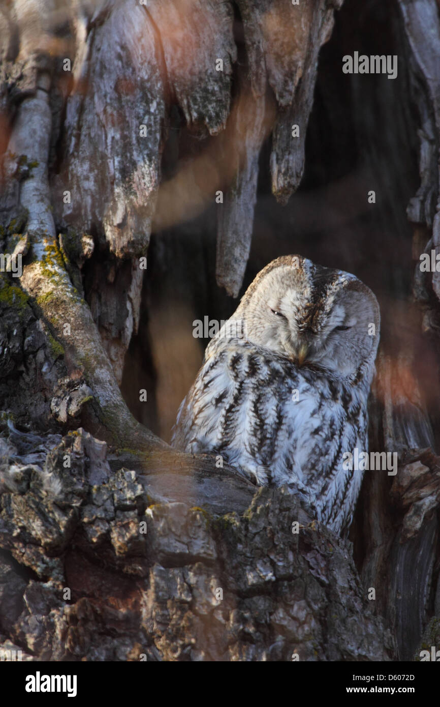 Wilde Waldkauz (Strix Aluco) in Baumhöhle, Winter, Europa Stockfoto