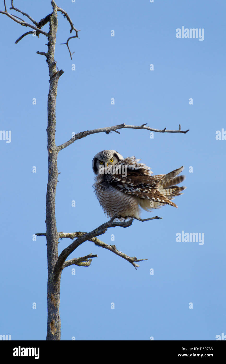 Nördlichen Hawk Owl Surnia Ulula thront im Baum im Oulanka National Park, Kuusamo im April. Stockfoto