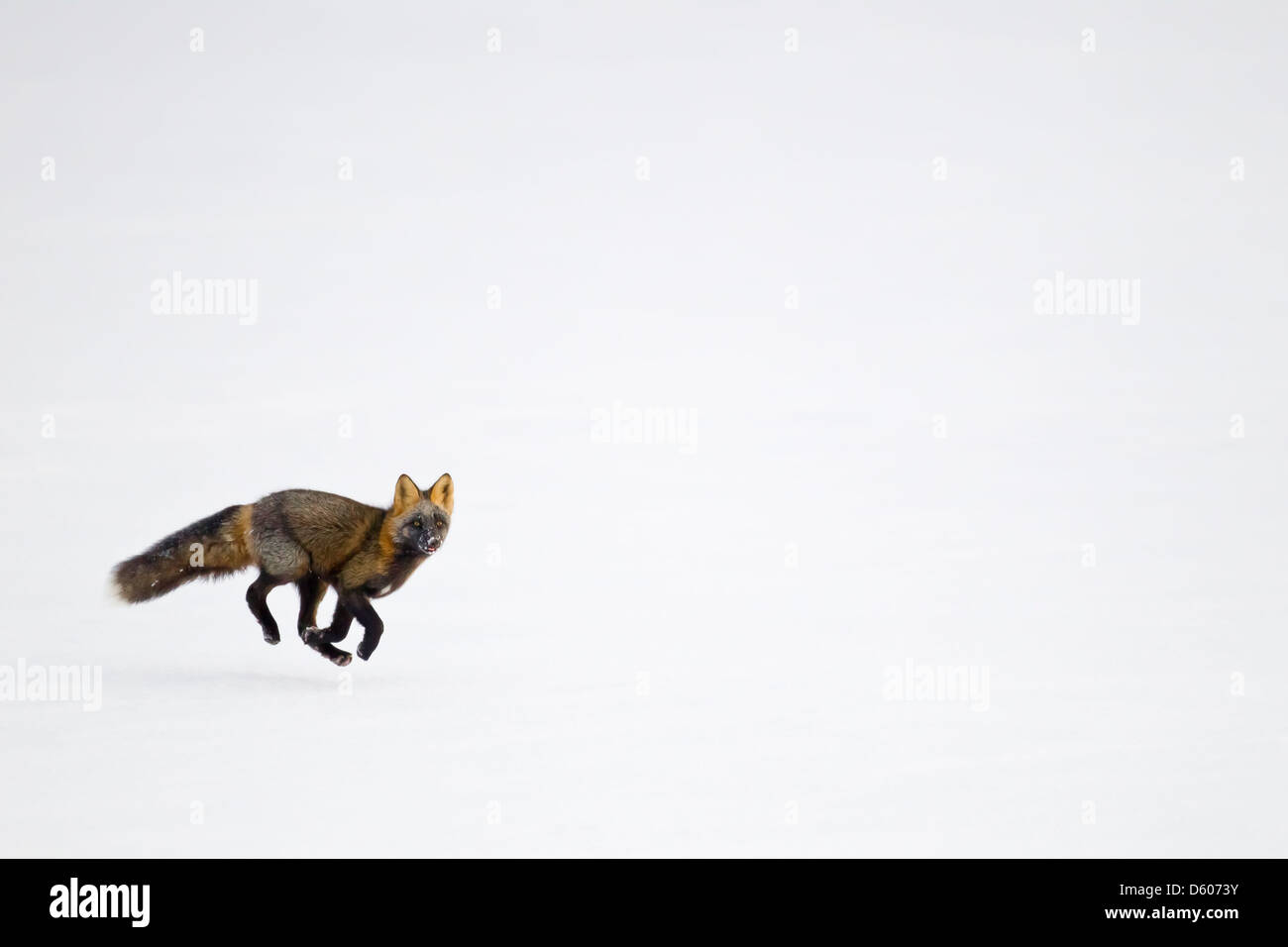 Rotes Kreuz Fuchs Vulpes Vulpes Jagd im Schnee in der Nähe von Prudhoe Bay entlang Dalton Highway in Alaska im Oktober. Stockfoto