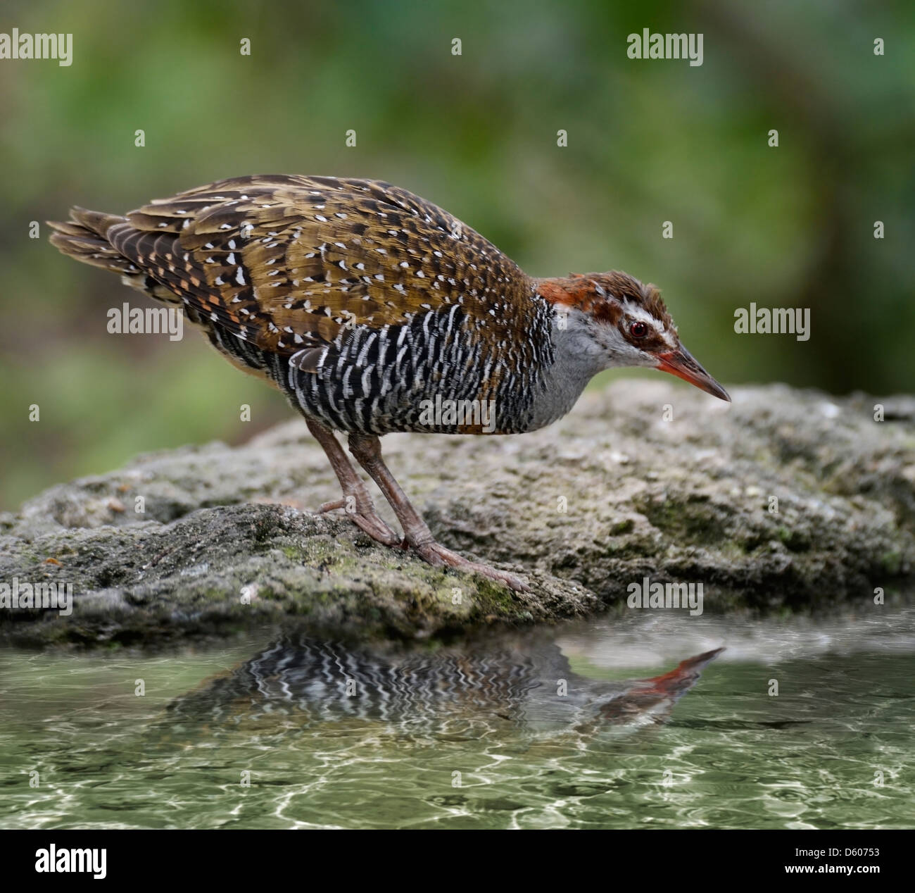 Buff-Banded Schiene Vogel mit Wasserreflexion Stockfoto