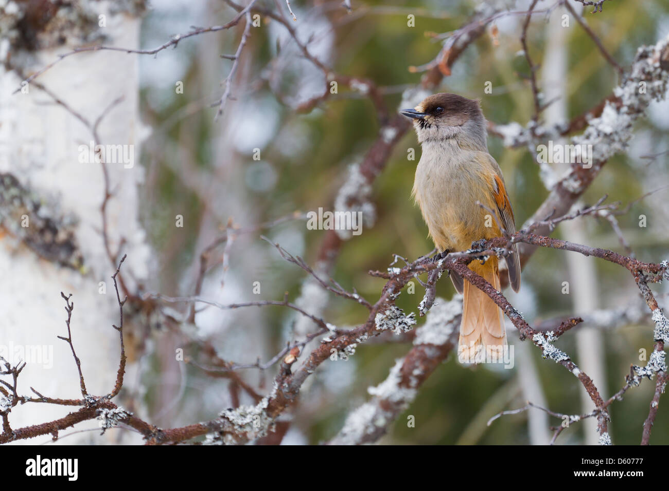 Sibirische Jay Perisoreus Infaustus thront im Baum in der Nähe von Kuusamo, Finnland im April. Stockfoto