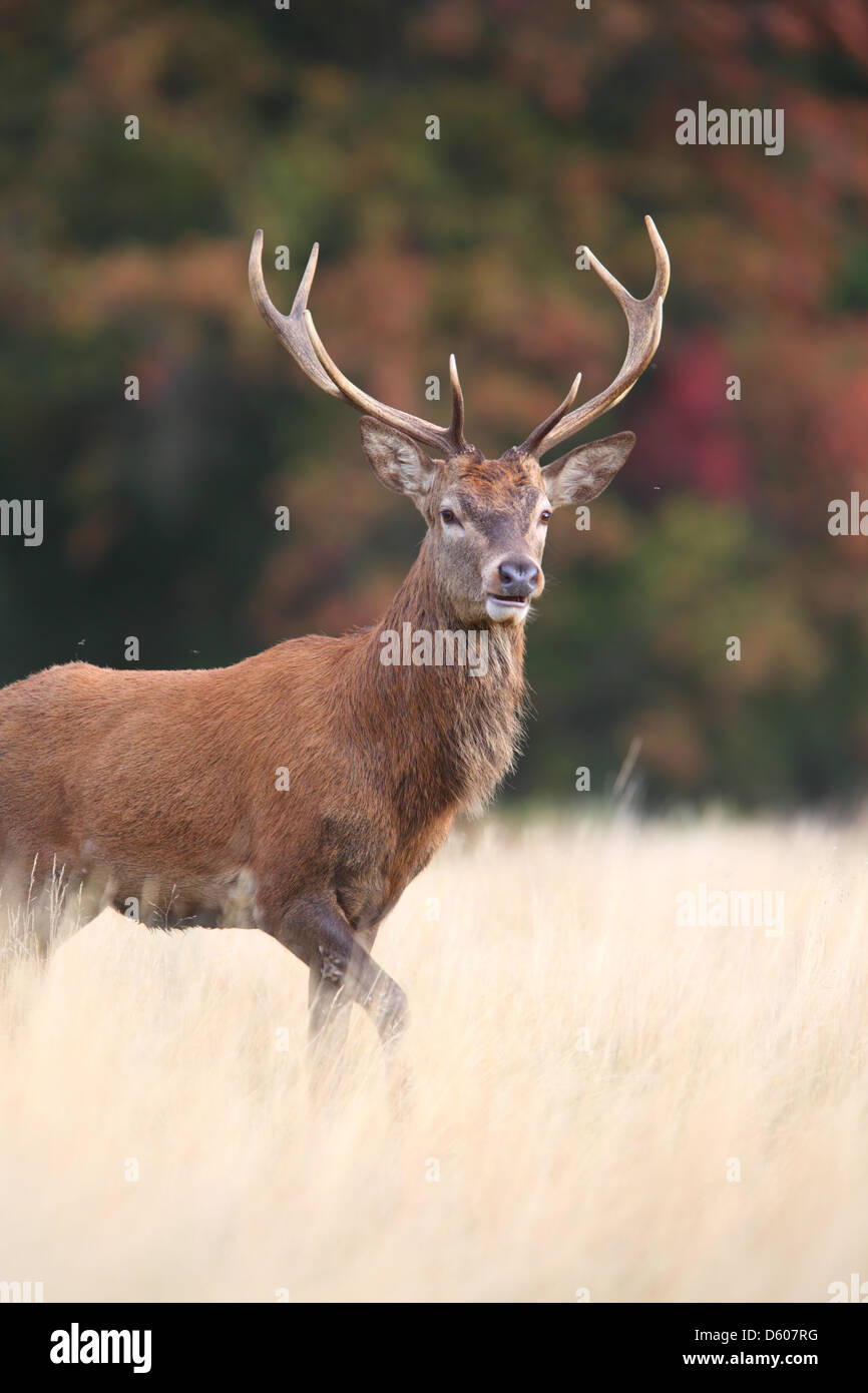 Spurrinnenbildung Rothirsch (Cervus Elaphus), Europa Stockfoto
