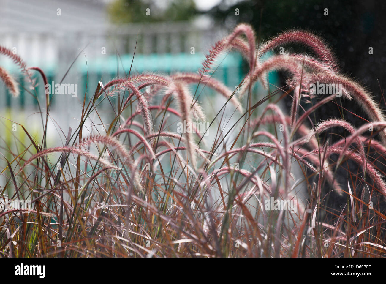 Blume des Grases im Garten, es lateinische Namen Rosa Lampenputzergras. Stockfoto