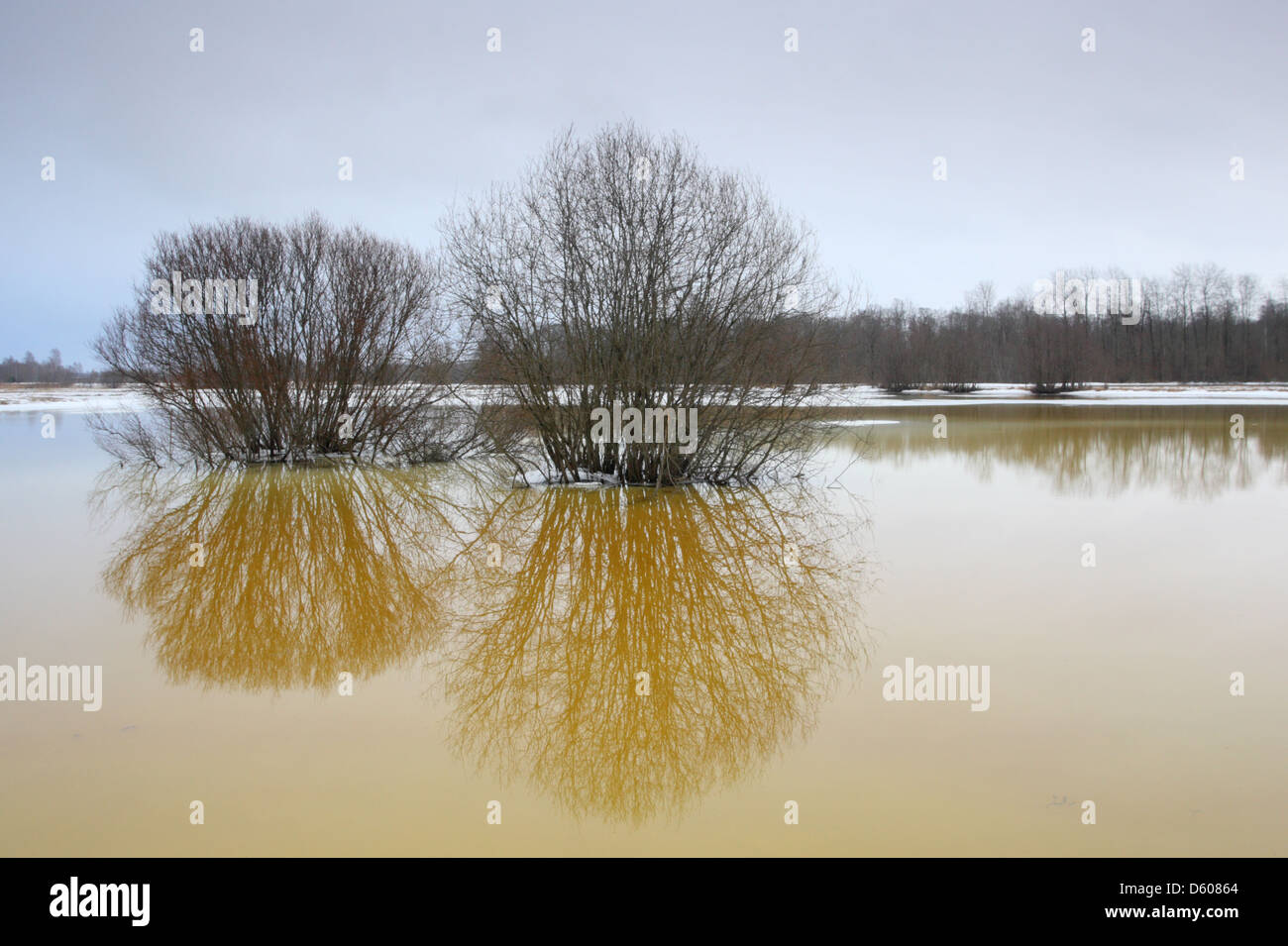 Überschwemmungen Pedja Fluss in Alam Pedja Nature Reserve, Estland, Europa Stockfoto