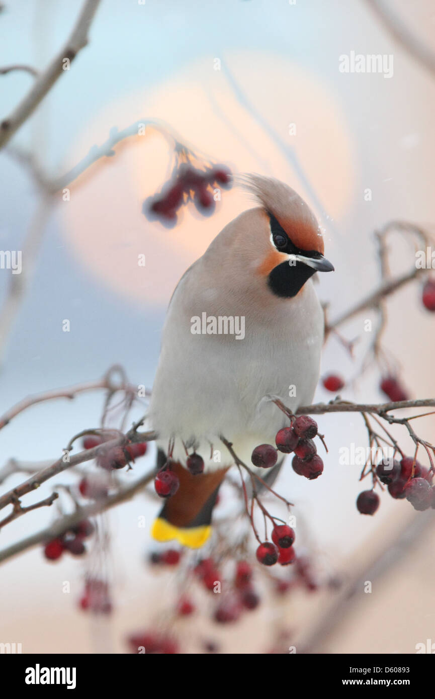 Seidenschwanz (Bombycilla Garrulus) im Winter. Europa Stockfoto